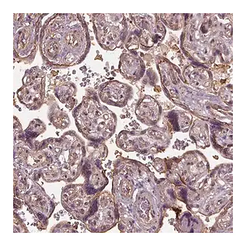 Merck Anti-LIN7A antibody produced in rabbit
