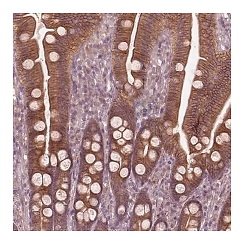 Merck Anti-FAM234A antibody produced in rabbit