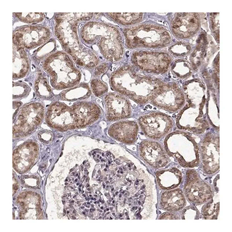 Merck Anti-MAIP1 antibody produced in rabbit