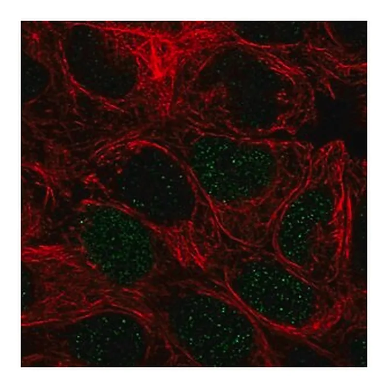 Merck Anti-PEPD antibody produced in rabbit