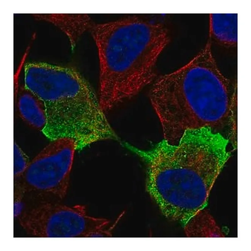 Merck Anti-NRXN1 antibody produced in rabbit