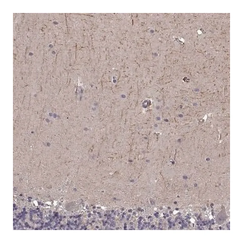 Merck Anti-RIT2 antibody produced in rabbit