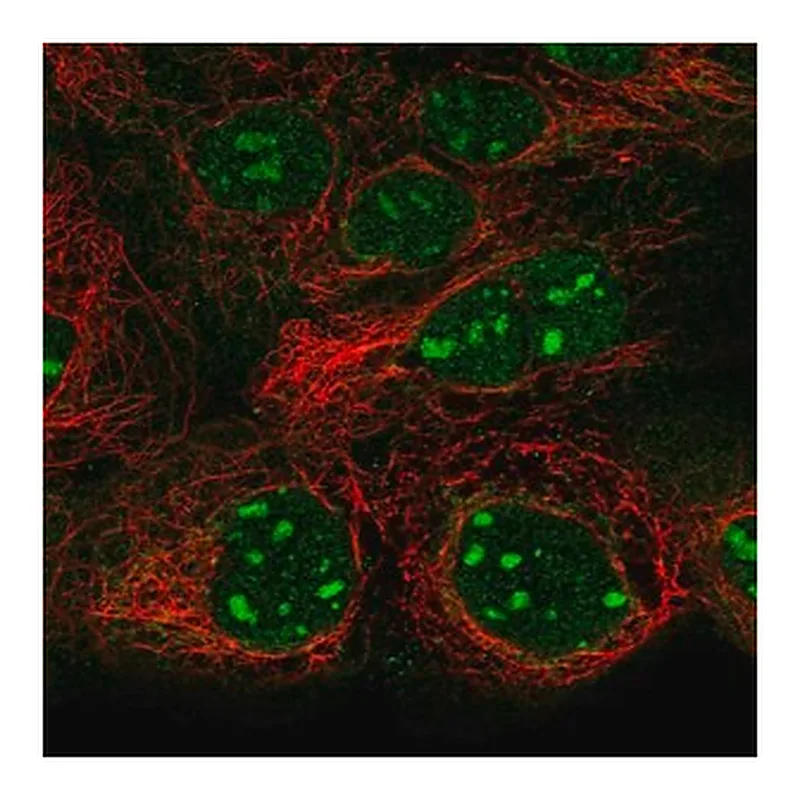 Merck Anti-SNAPC1 antibody produced in rabbit