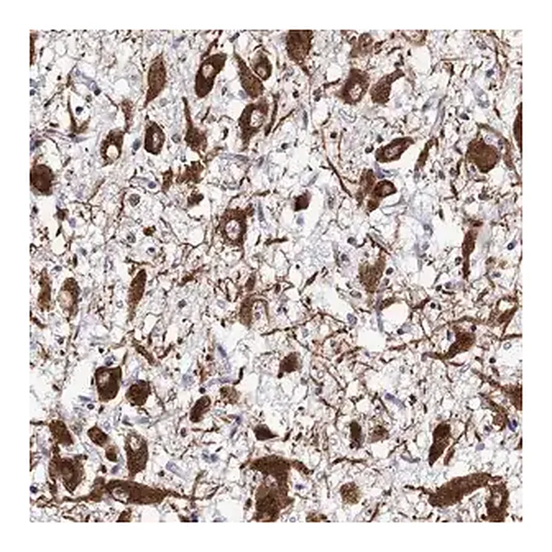 Merck Anti-OXT antibody produced in rabbit