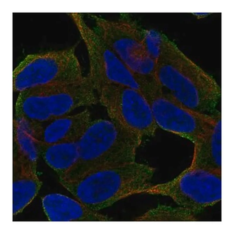 Merck Anti-UNC79 antibody produced in rabbit