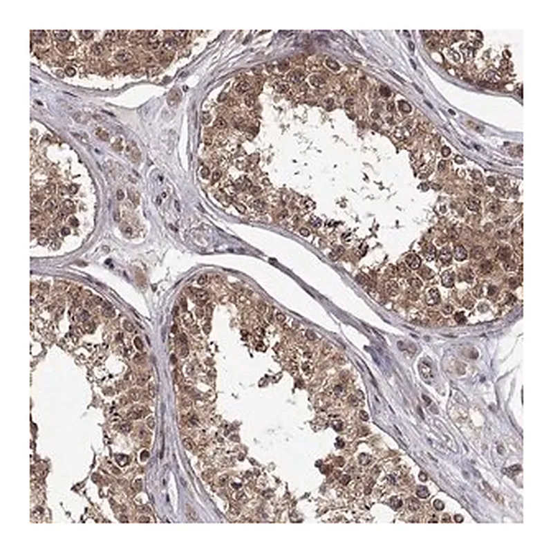 Merck Anti-ZNRF2 antibody produced in rabbit