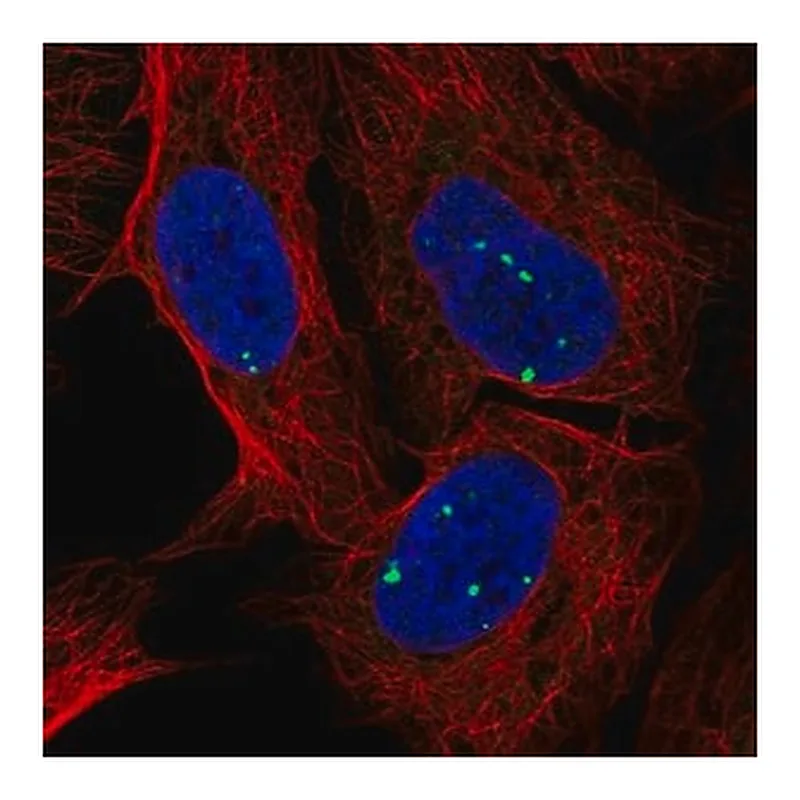 Merck Anti-INTS7 antibody produced in rabbit