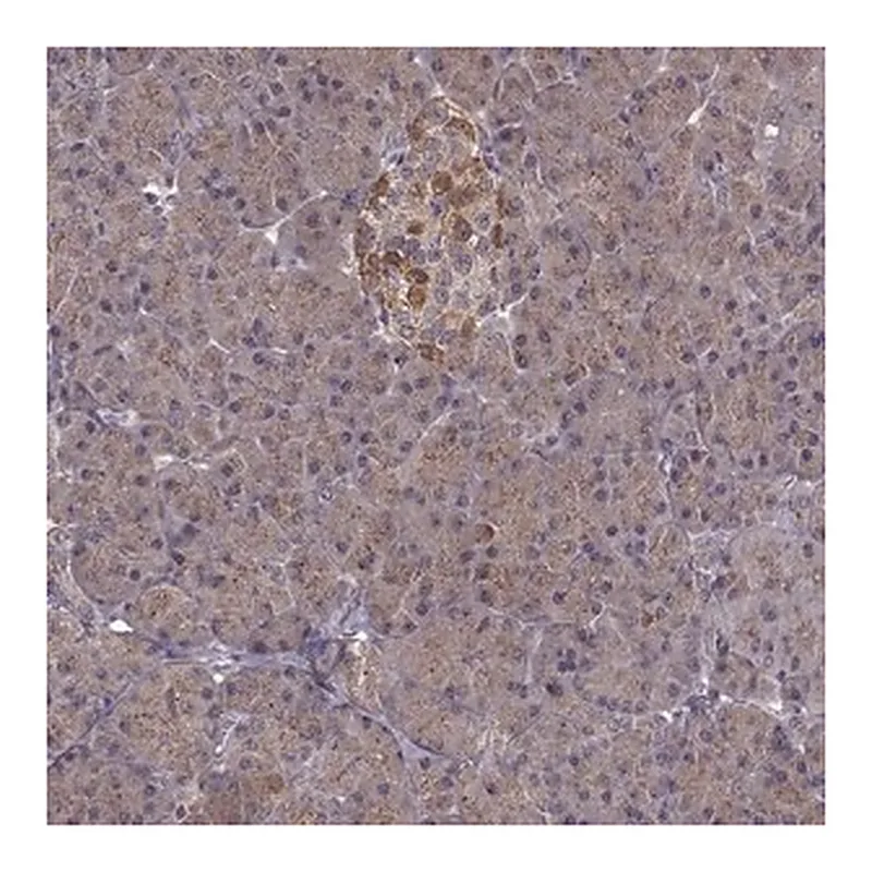 Merck Anti-FNIP2 antibody produced in rabbit