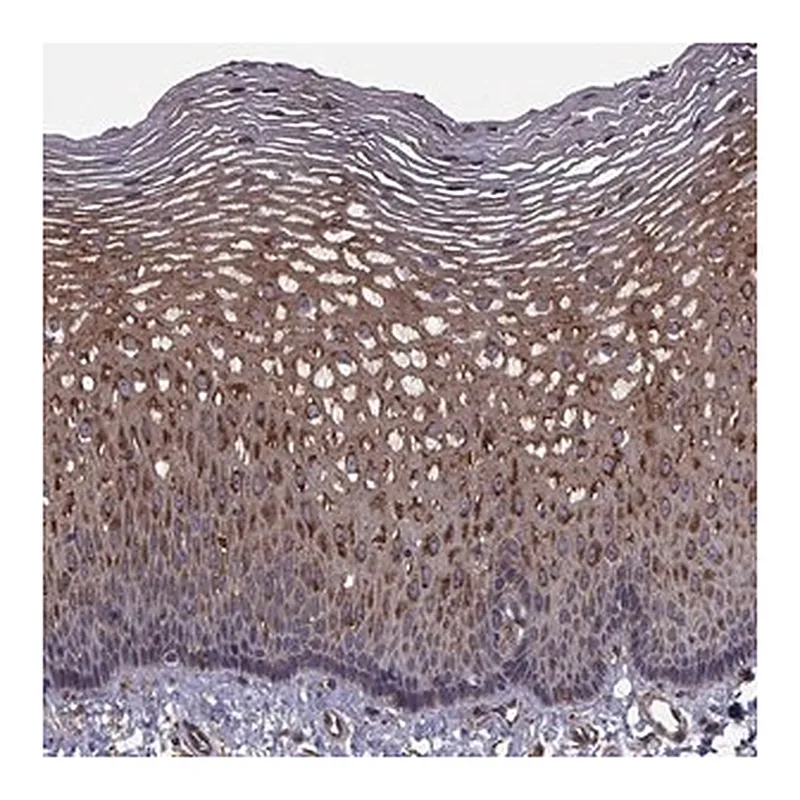 Merck Anti-TRIP10 antibody produced in rabbit