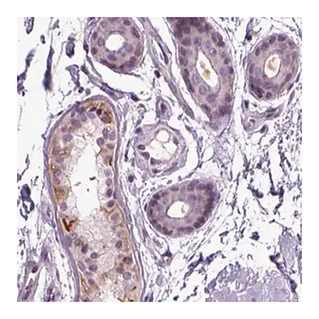 Merck Anti-PLCH2 antibody produced in rabbit