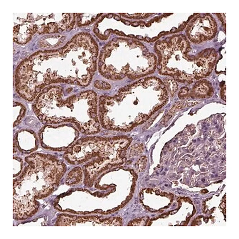 Merck Anti-TMEM254 antibody produced in rabbit