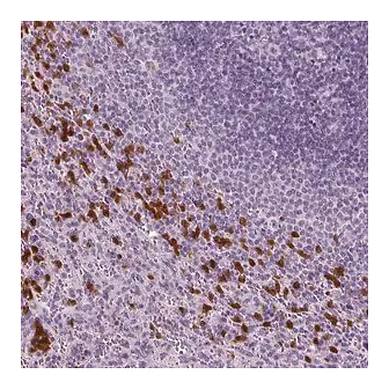 Merck Anti-IL4 antibody produced in rabbit
