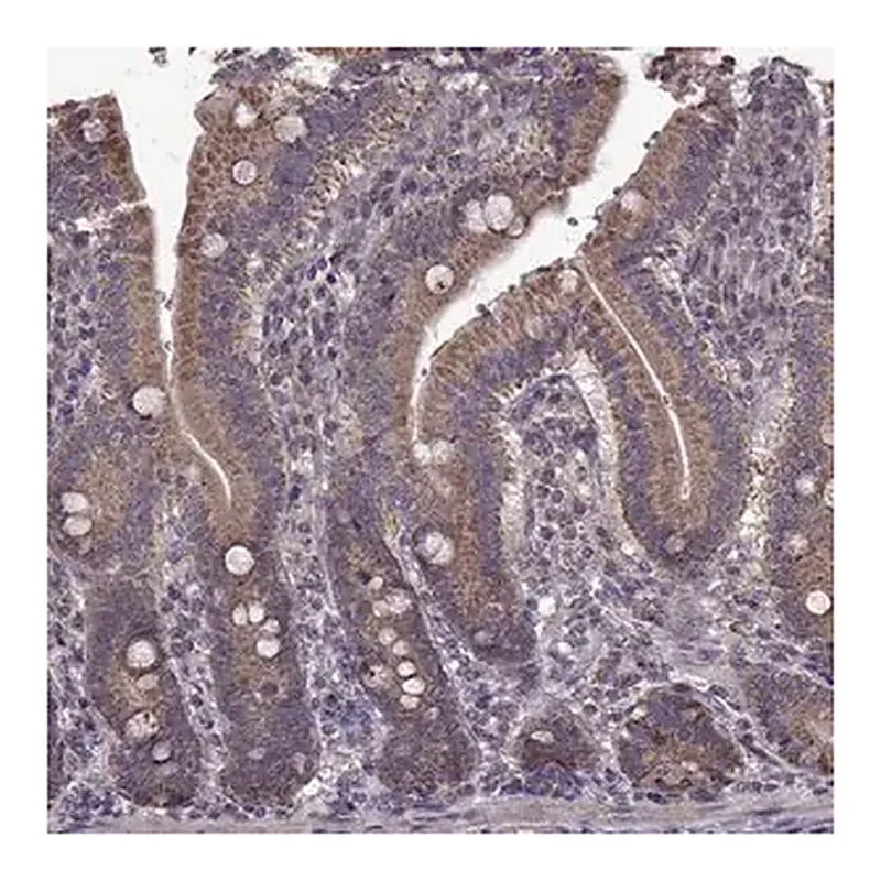 Merck Anti-PUDP antibody produced in rabbit