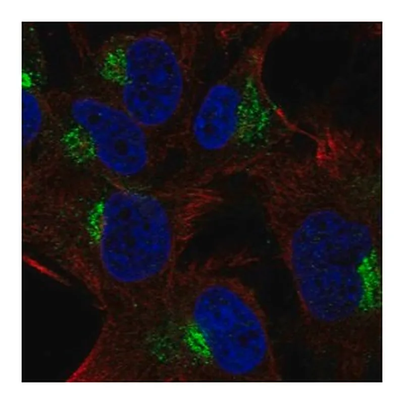 Merck Anti-SPRY4 antibody produced in rabbit