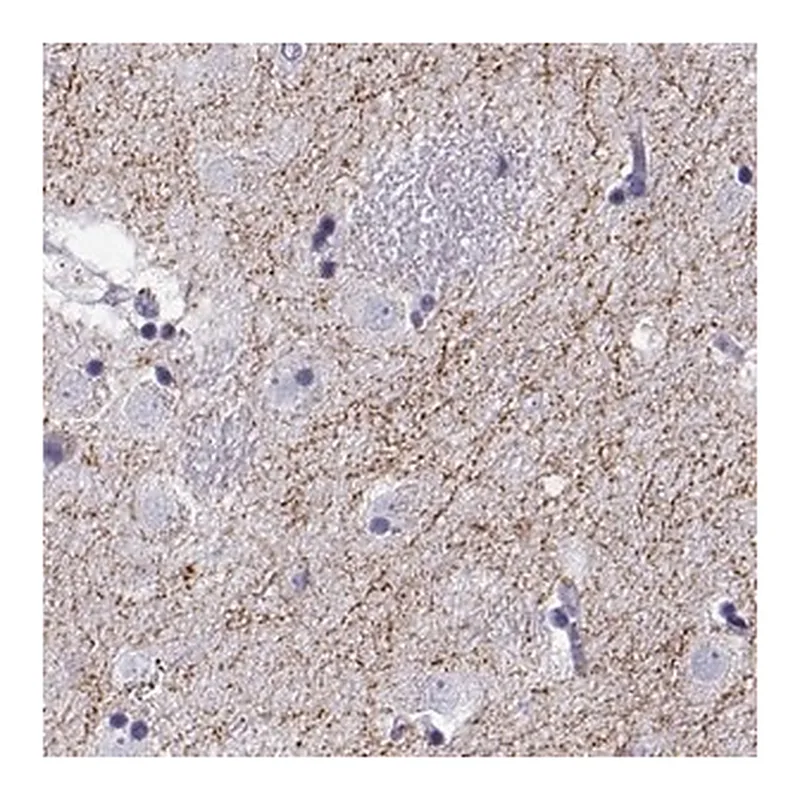 Merck Anti-SLC18A2 antibody produced in rabbit