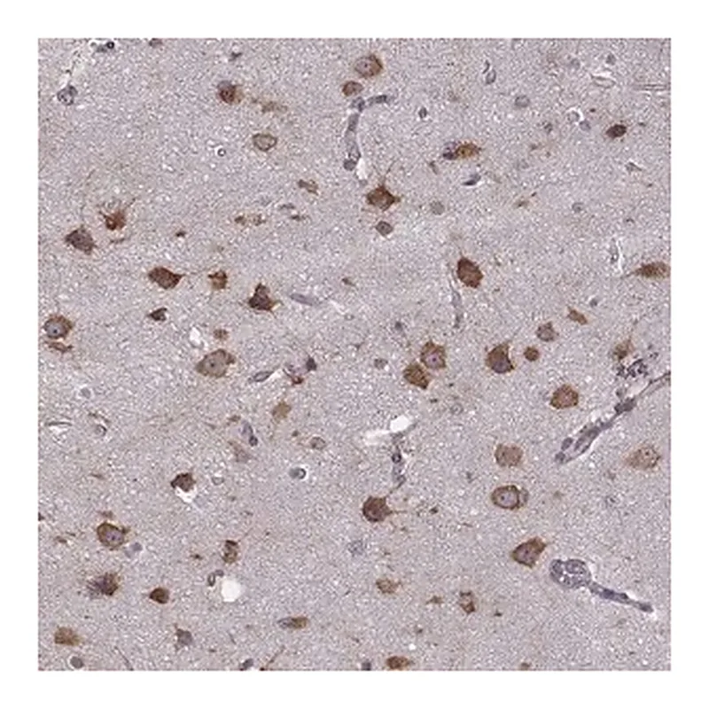 Merck Anti-PPP5D1 antibody produced in rabbit