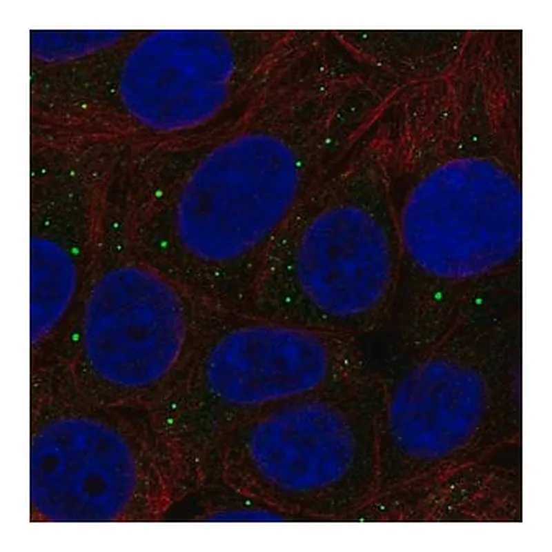 Merck Anti-THBS3 antibody produced in rabbit