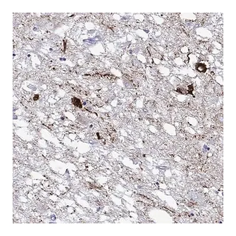Merck Anti-HTR7 antibody produced in rabbit