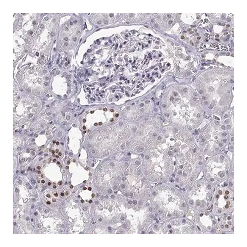 Merck Anti-LHX1 antibody produced in rabbit