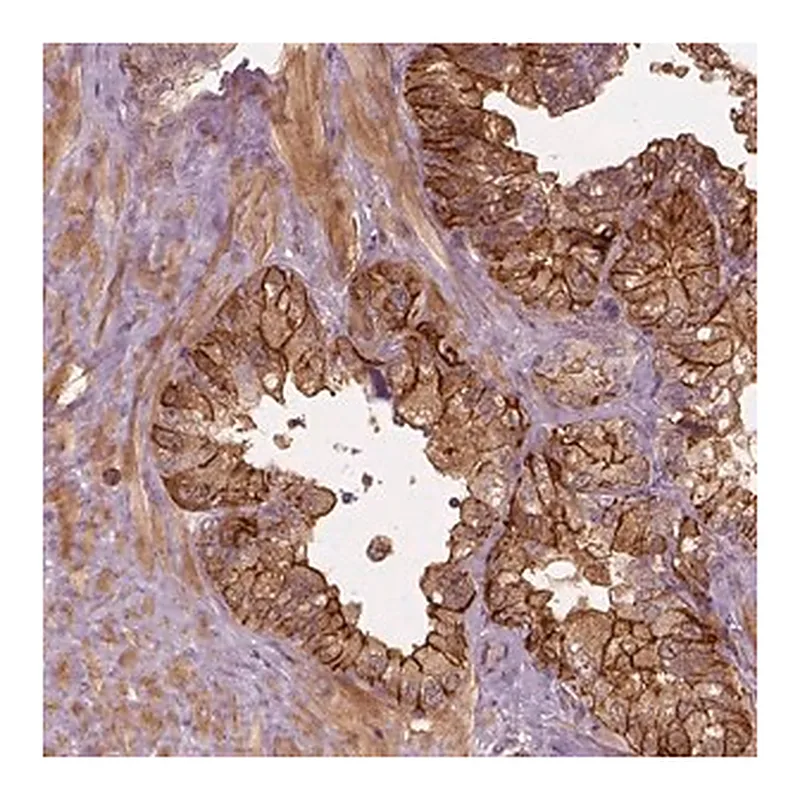 Merck Anti-FAM107B antibody produced in rabbit