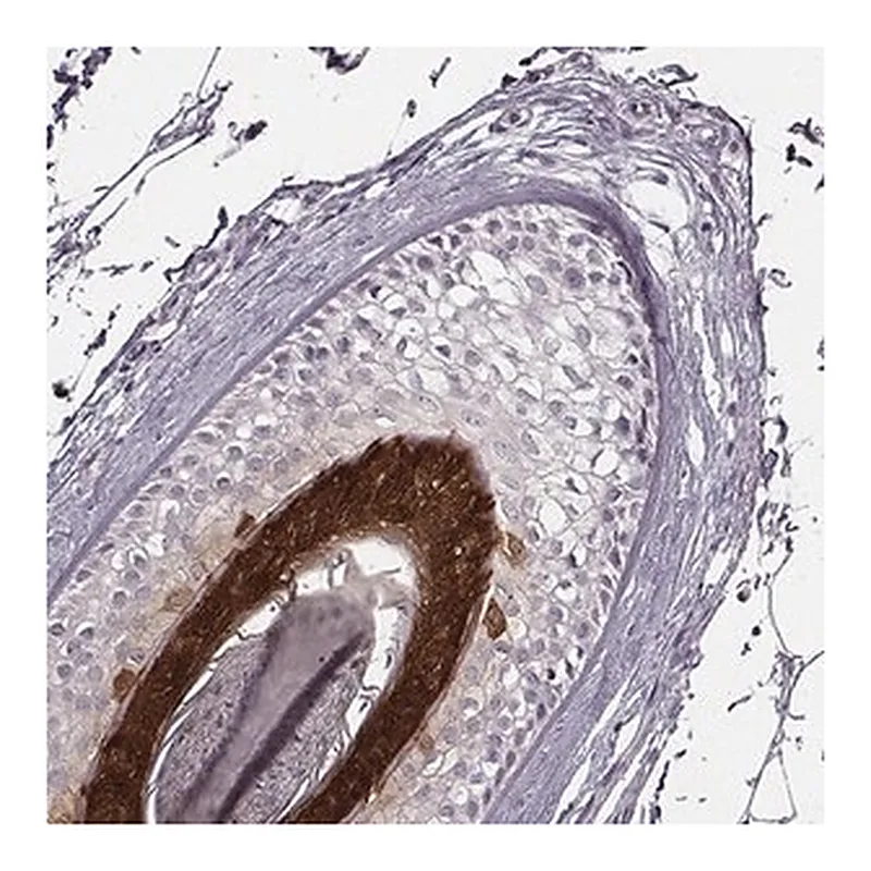 Merck Anti-FABP9 antibody produced in rabbit