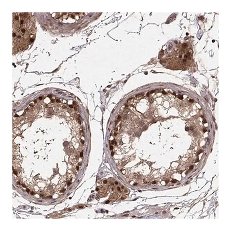 Merck Anti-DEDD antibody produced in rabbit