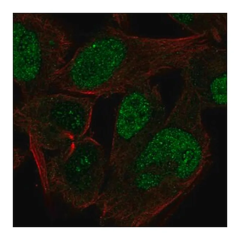 Merck Anti-CABLES1 antibody produced in rabbit