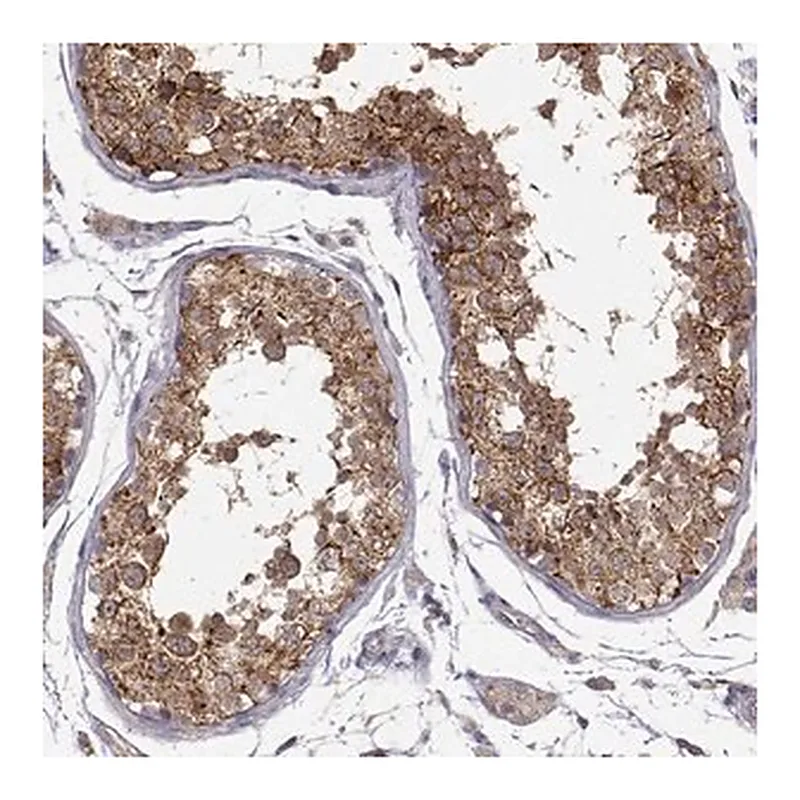 Merck Anti-PAIP1 antibody produced in rabbit