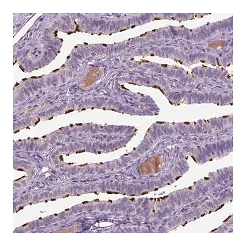 Merck Anti-MDH1B antibody produced in rabbit