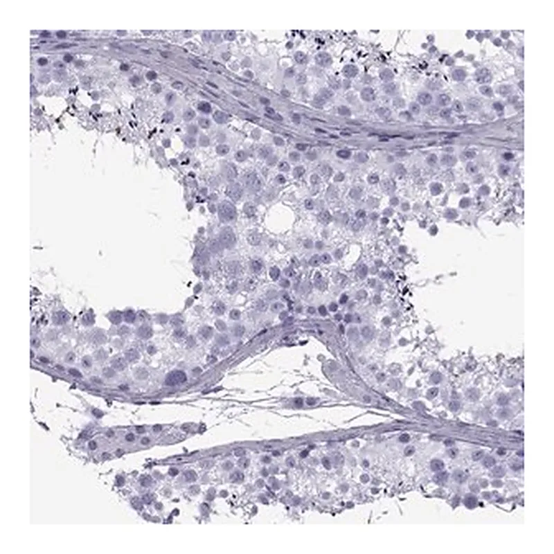 Merck Anti-SPANXD antibody produced in rabbit
