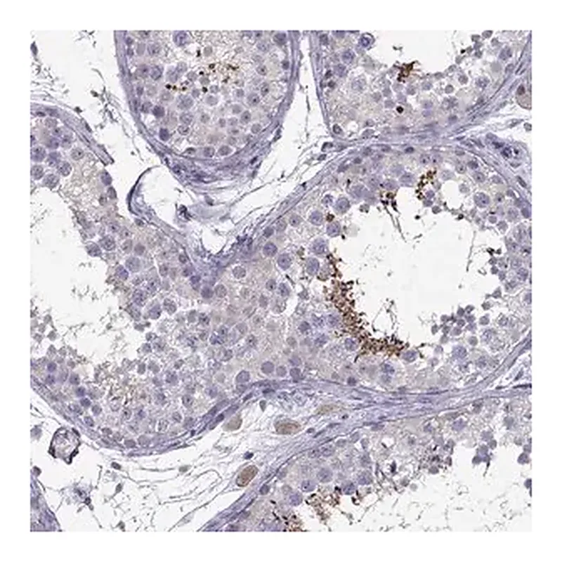 Merck Anti-PGK2 antibody produced in rabbit