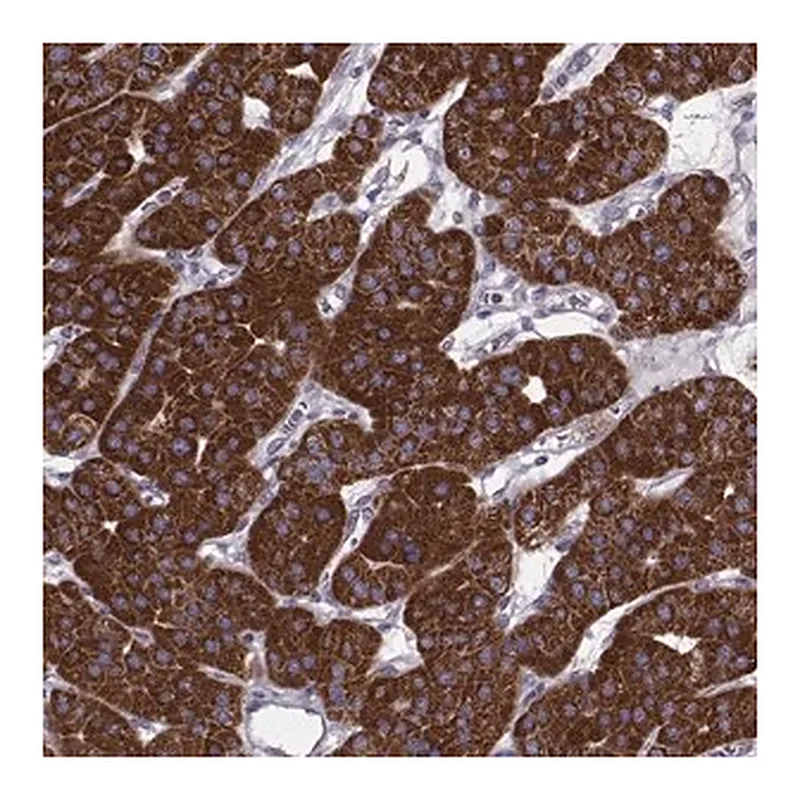 Merck Anti-FAM8A1 antibody produced in rabbit
