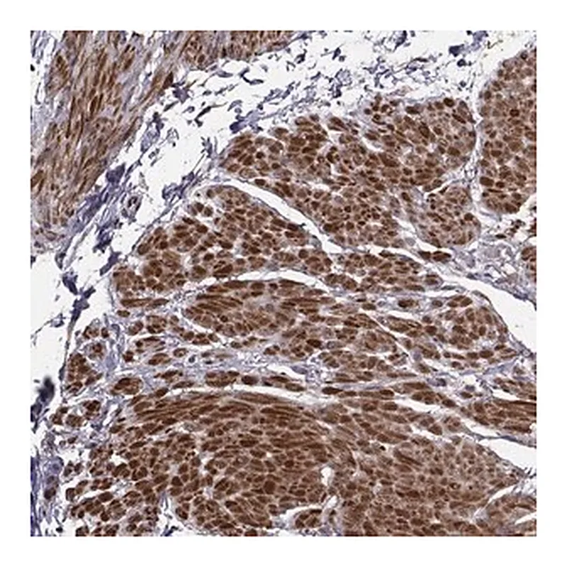 Merck Anti-TRIP10 antibody produced in rabbit