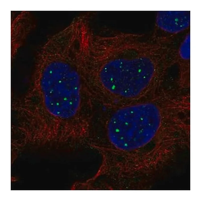 Merck Anti-SBF1 antibody produced in rabbit