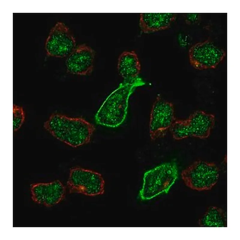 Merck Anti-GRIK5 antibody produced in rabbit