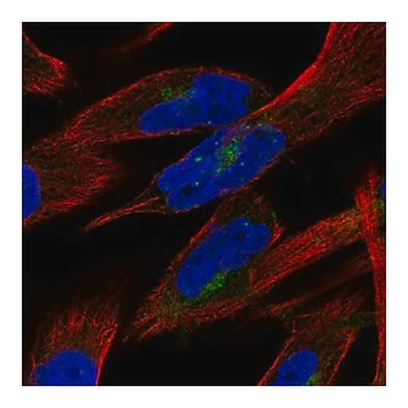 Merck Anti-PTPN21 antibody produced in rabbit