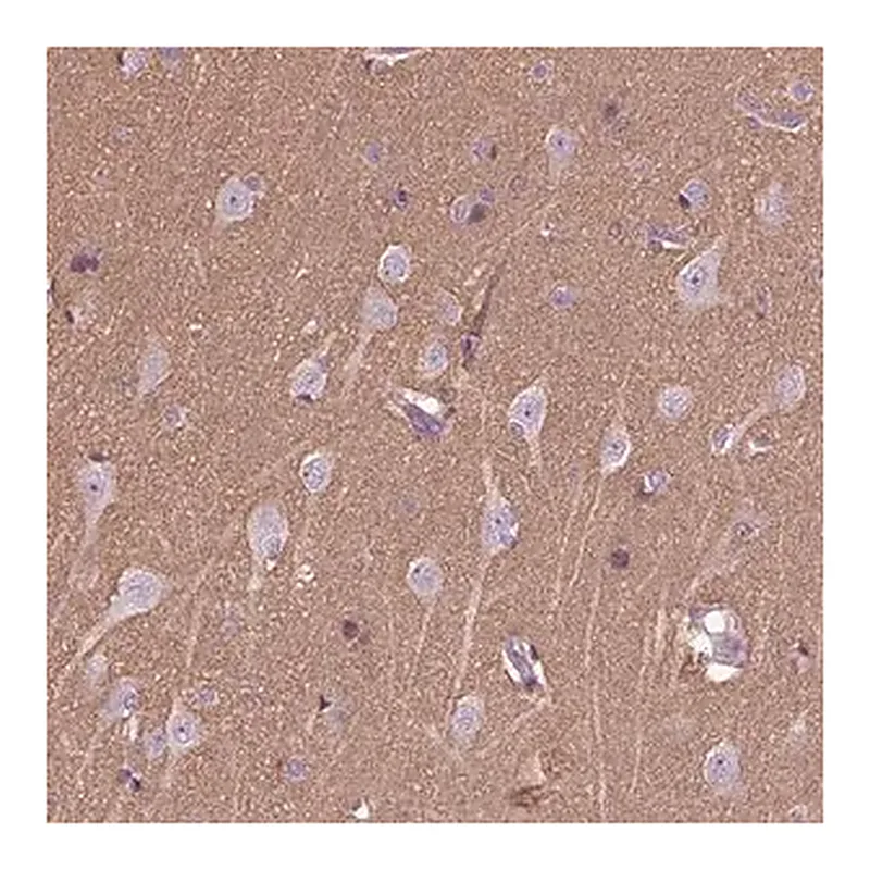 Merck Anti-HAGHL antibody produced in rabbit