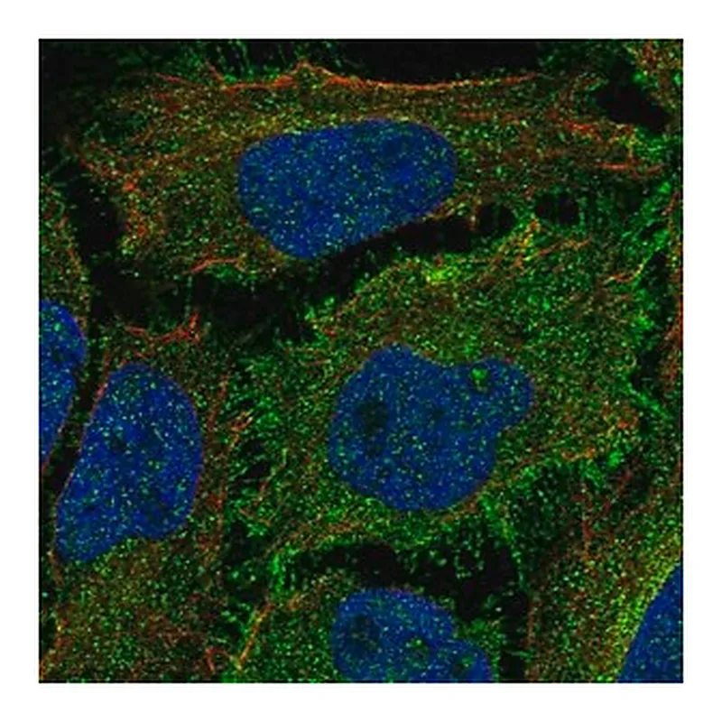 Merck Anti-ROBO1 antibody produced in rabbit