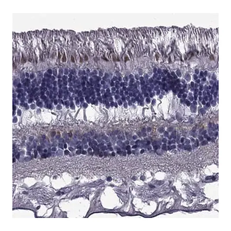Merck Anti-COL9A1 antibody produced in rabbit