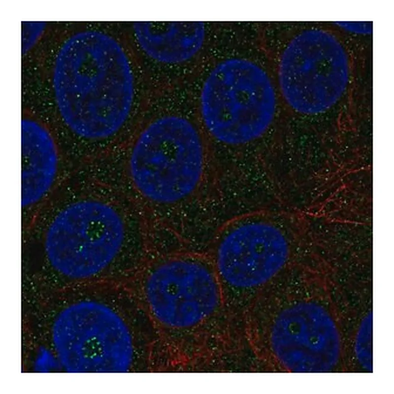 Merck Anti-TMEM217 antibody produced in rabbit