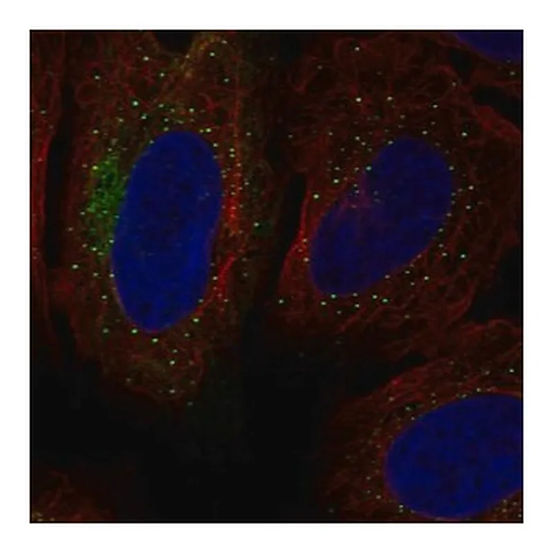 Merck Anti-SH3RF1 antibody produced in rabbit