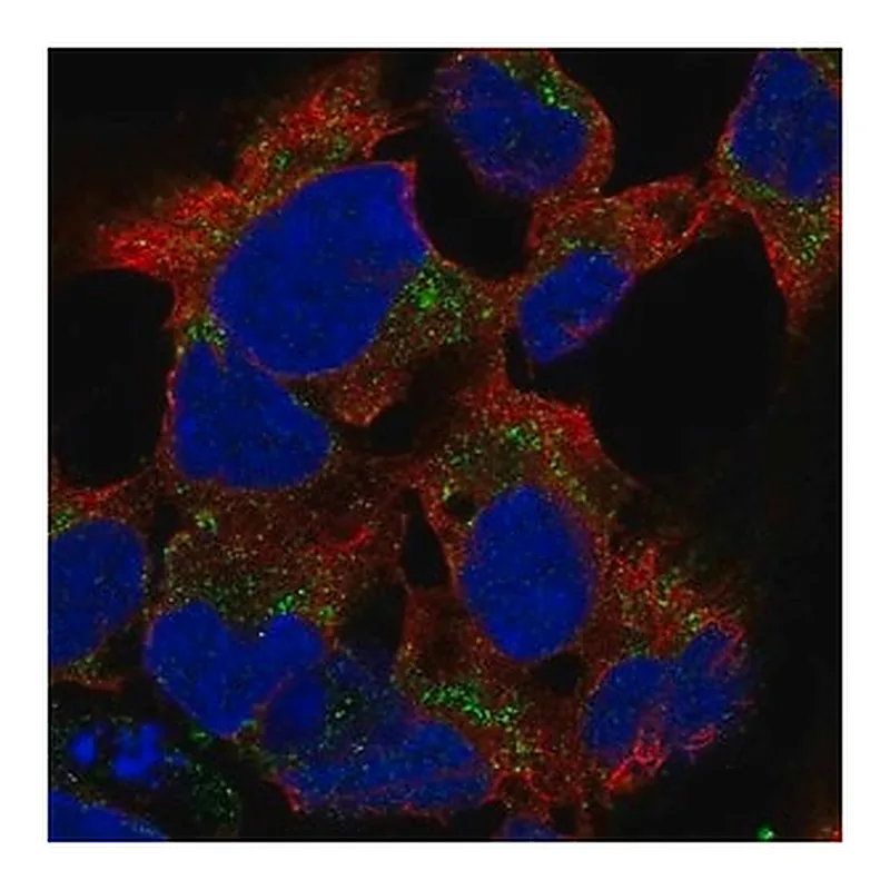 Merck Anti-PCDHB15 antibody produced in rabbit
