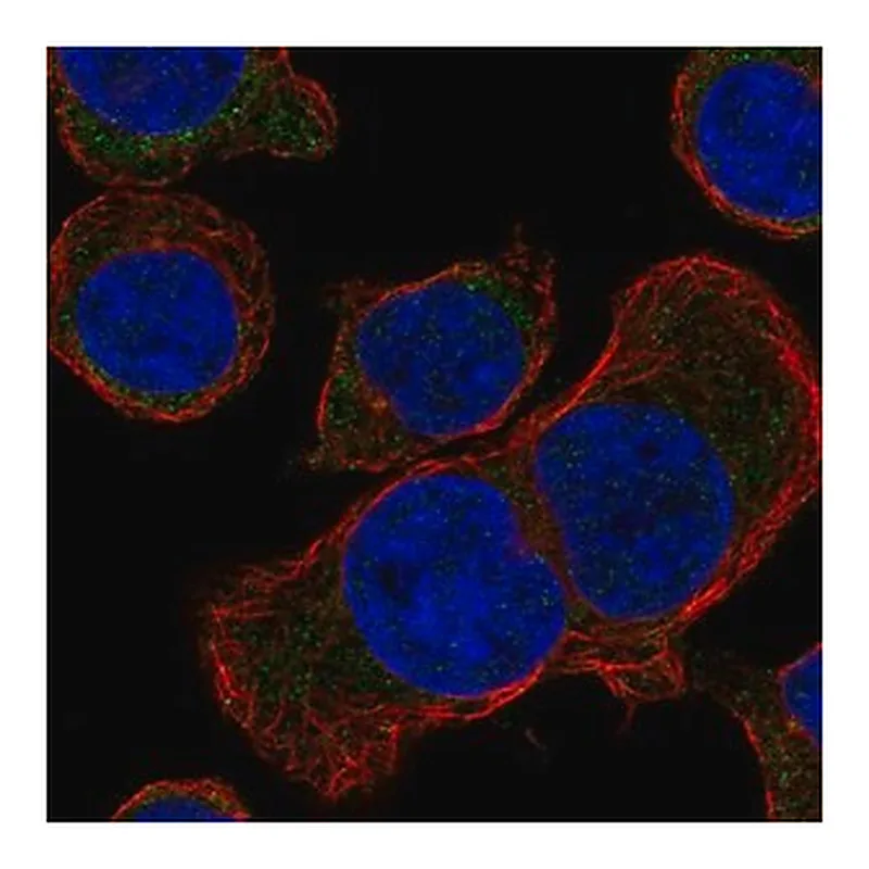 Merck Anti-STUM antibody produced in rabbit