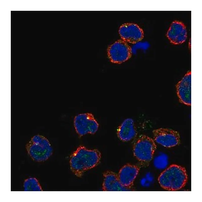 Merck Anti-KIRREL2 antibody produced in rabbit