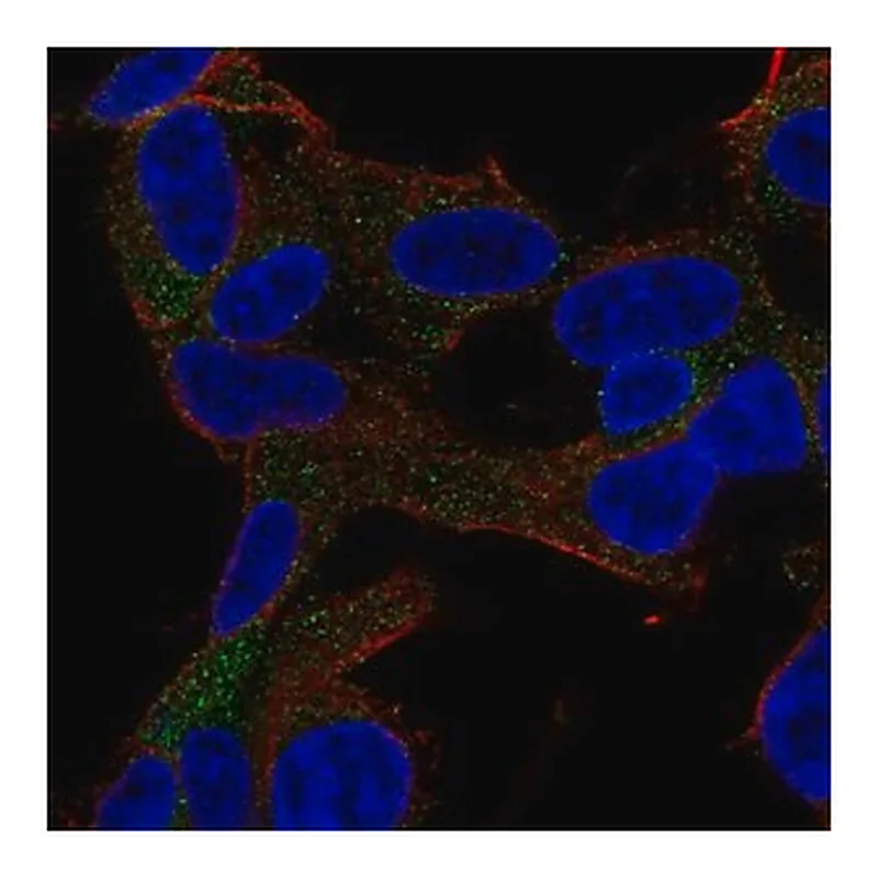Merck Anti-GARNL3 antibody produced in rabbit