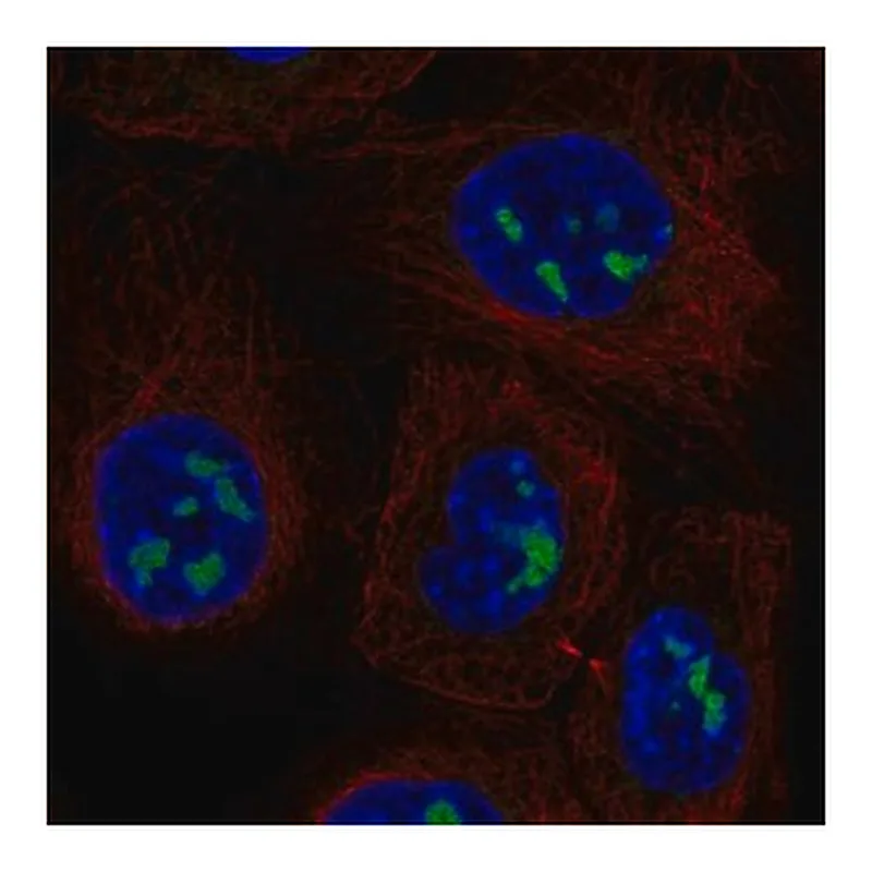 Merck Anti-ADAMTS12 antibody produced in rabbit