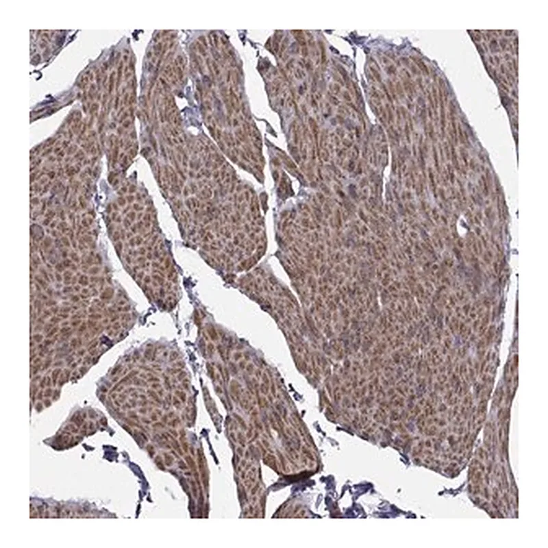 Merck Anti-TMEM158 antibody produced in rabbit