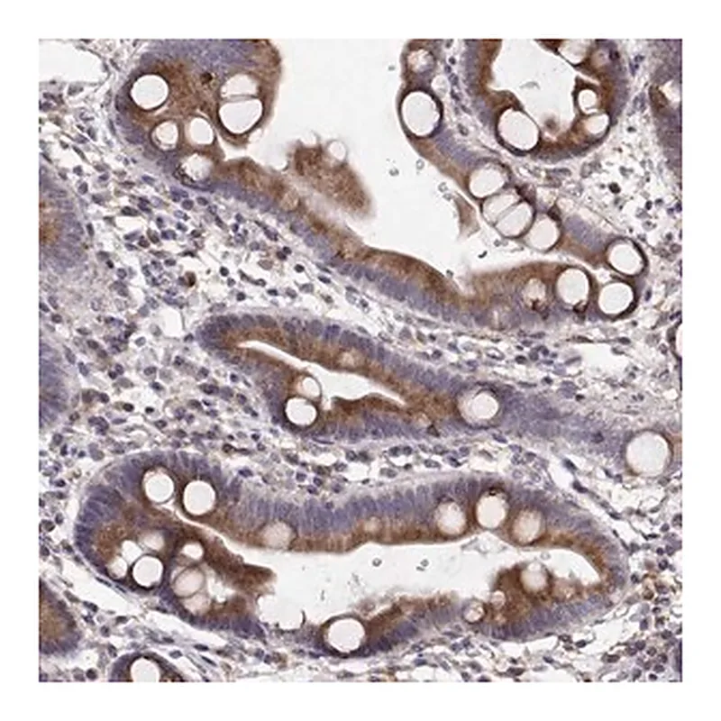 Merck Anti-PLEKHB2 antibody produced in rabbit