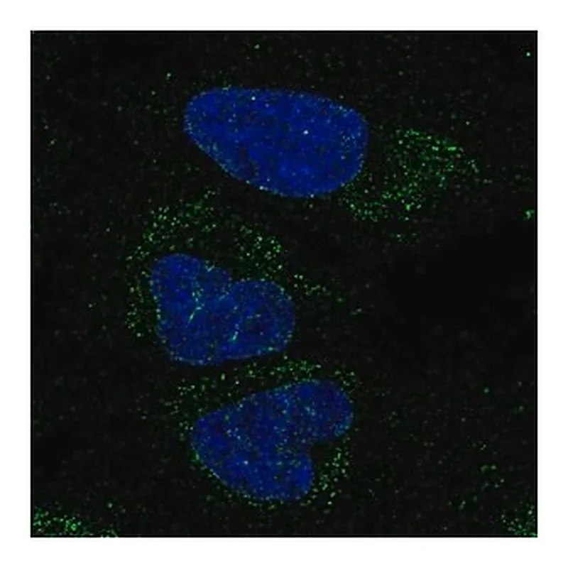 Merck Anti-FXYD6-FXYD2 antibody produced in rabbit