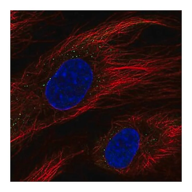 Merck Anti-BCL6B antibody produced in rabbit